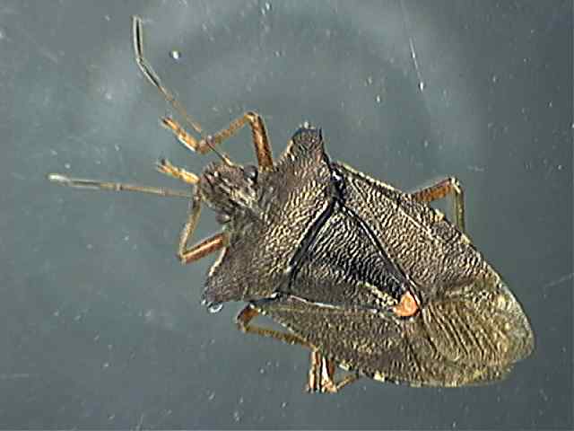 Pentatoma rufipes